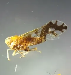 Ornate Planthopper thumbnail 3