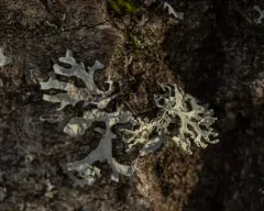 Powdery Twig Lichen thumbnail 4