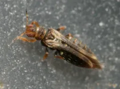 Banded Greenhouse Thrips thumbnail 2