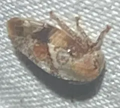 Cyrtolobus gramatanus thumbnail 3