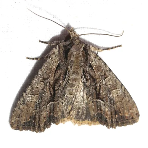 Nondescript Dagger Moth