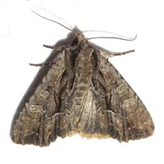 Nondescript Dagger Moth thumbnail 1