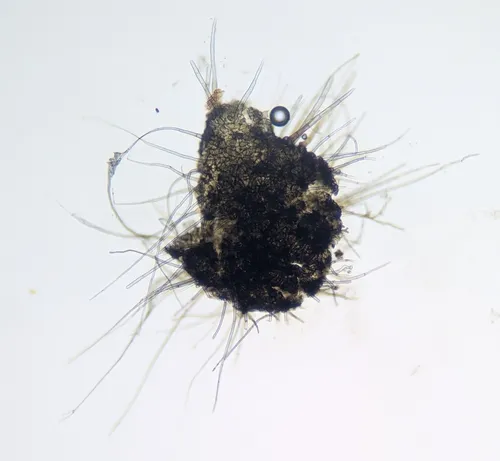 Helminthosphaeria stuppea