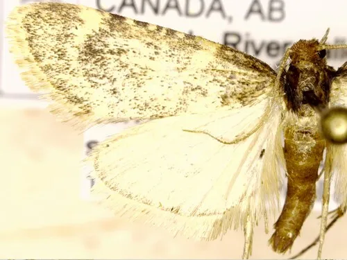 Aglossa cacamica