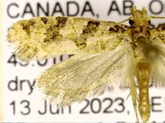 Amydria obliquella thumbnail 2