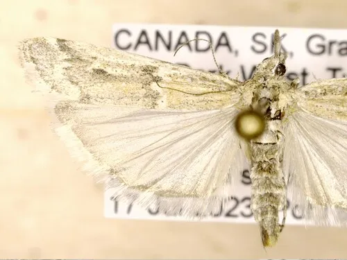 Ancylosis morrisonella