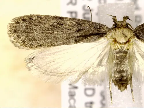 Depressaria togata