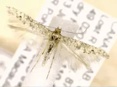 Epermenia albapunctella thumbnail 2