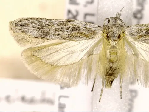 Gelechia bianulella