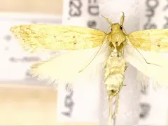 Helcystogramma badia thumbnail 4