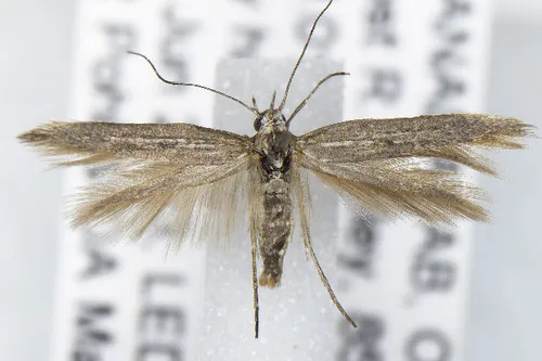Neoscythris fissirostris