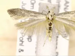 Isophrictis rudbeckiella thumbnail 3