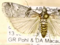 Meroptera abditiva thumbnail 2