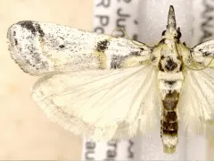 Rostrolaetilia placidissima thumbnail 2