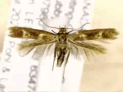 Banded Scythris Moth thumbnail 2