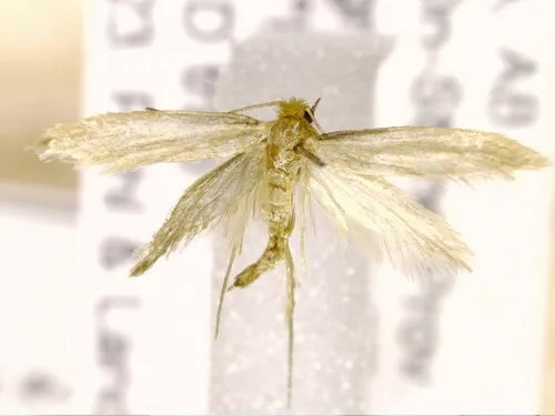 Large Pale Clothes Moth