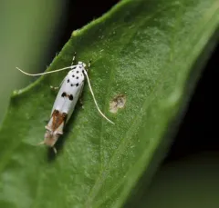 Red-streaked Mompha Moth thumbnail 4