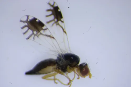Trupanea actinobola