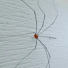 Aldrich's Harvestman thumbnail 2