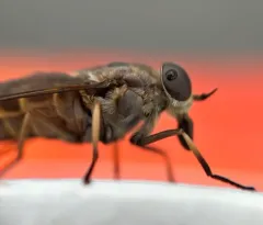 Tabanus novaescotiae thumbnail 4