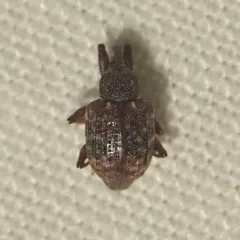 Conotrachelus geminatus thumbnail 2