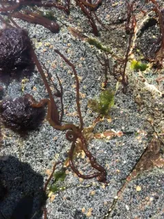 Sea Noodle thumbnail 3