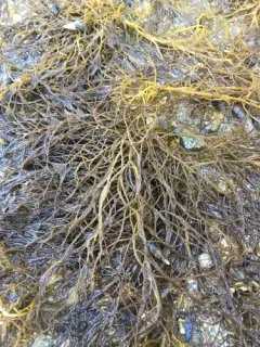 Gracilaria vermiculophylla thumbnail 2