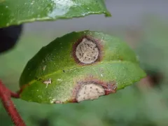 Phyllosticta vaccinii thumbnail 2