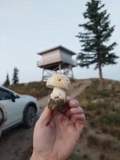 Amanita alpinicola thumbnail 4