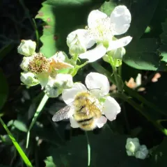 Fuzzy-Horned Bumble Bee thumbnail 3