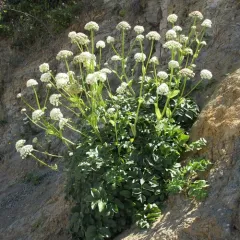 Henderson's angelica thumbnail 2
