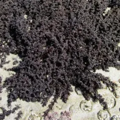 Black Pine Seaweed thumbnail 2