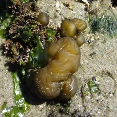 Sea Cauliflower thumbnail 2