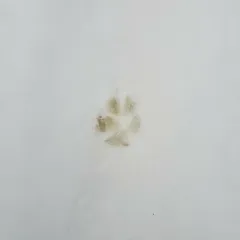 Domestic Dog thumbnail 4