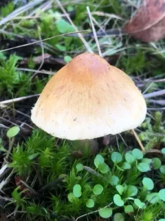 Inocybe chondroderma thumbnail 2