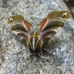 Hydrangea Sphinx thumbnail 3