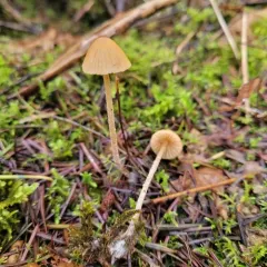 Galerina semilanceata thumbnail 4