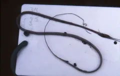 Polygon-spotted snipe eel thumbnail 4