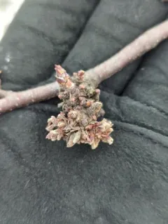 Eriophyes betulae thumbnail 2