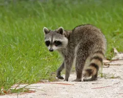 Common Raccoon thumbnail 5