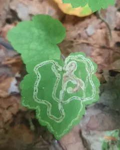 Phytomyza tigris thumbnail 4