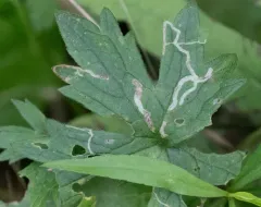 Phytomyza ranunculi thumbnail 4