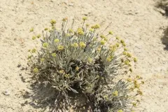Eriogonum calcareum thumbnail 3