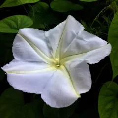 Moonflower thumbnail 3