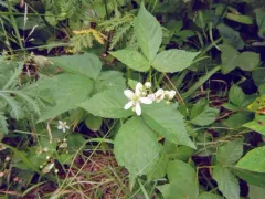 Lake Superior Blackberry thumbnail 4