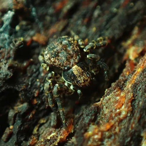 Eurasian Leaflitter Crab Spider