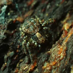 Eurasian Leaflitter Crab Spider thumbnail 1