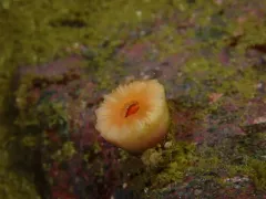 Caryophyllia alaskensis thumbnail 4