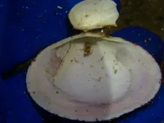 Broad Smoothcockle thumbnail 3