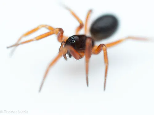 Walckenaeria cornuella